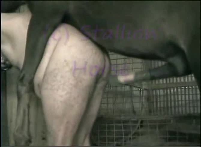 Video :Fat gay whore animal sex in the farm with horse dick